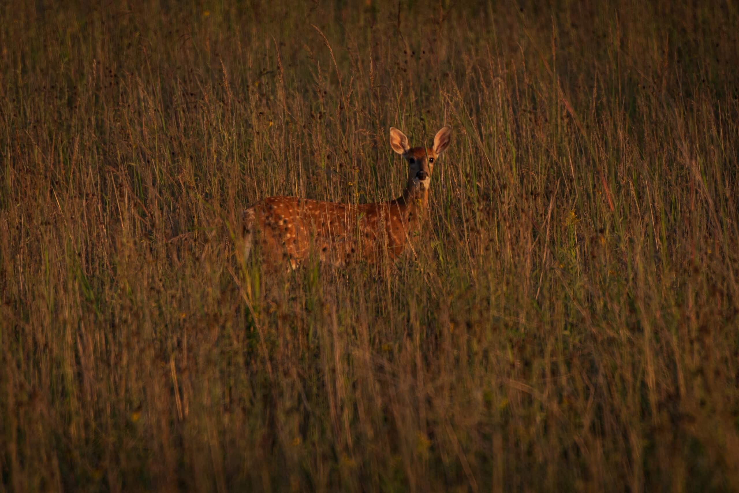 deer standing in field